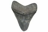 Fossil Megalodon Tooth - Georgia #338696-1